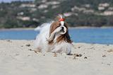SHIH TZU 063